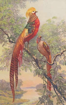 Große Bunte Vögel auf einen Baum