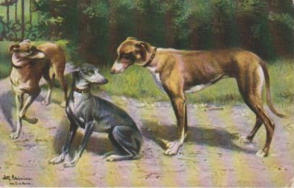 Drei Hunde spielen zusammen