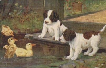 Zwei Hunde spielen mit Enten