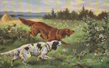 Zwei Hunde spielen auf dem Feld