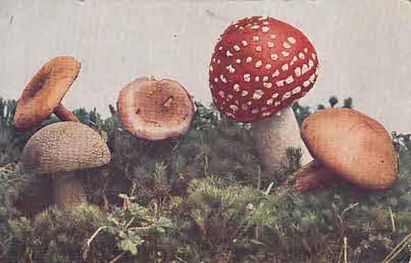 Verschiedene Pilze